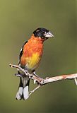 Black-headed Grosbeakborder=